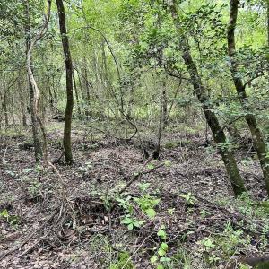 Photo #10 of Off Wayside Ln, Bunnlevel, NC 25.5 acres