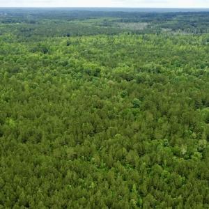 Photo #11 of Off Wayside Ln, Bunnlevel, NC 25.5 acres