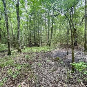 Photo #12 of Off Wayside Ln, Bunnlevel, NC 25.5 acres