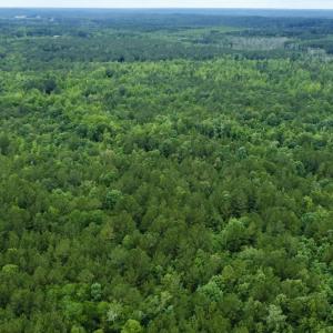 Photo #13 of Off Wayside Ln, Bunnlevel, NC 25.5 acres