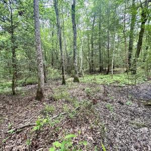 Photo #14 of Off Wayside Ln, Bunnlevel, NC 25.5 acres