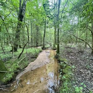 Photo #16 of Off Wayside Ln, Bunnlevel, NC 25.5 acres