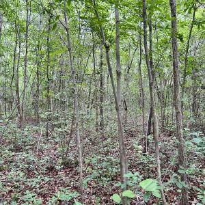 Photo #18 of Off Wayside Ln, Bunnlevel, NC 25.5 acres