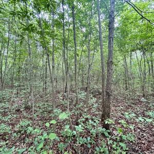 Photo #20 of Off Wayside Ln, Bunnlevel, NC 25.5 acres