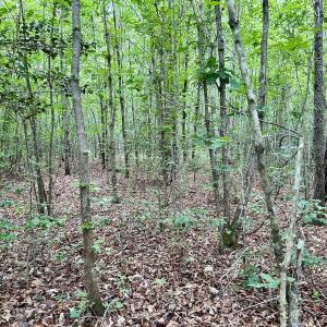 Photo #2 of Off Wayside Ln, Bunnlevel, NC 25.5 acres