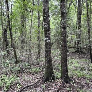 Photo #4 of Off Wayside Ln, Bunnlevel, NC 25.5 acres