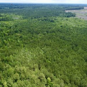 Photo #5 of Off Wayside Ln, Bunnlevel, NC 25.5 acres