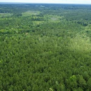 Photo #7 of Off Wayside Ln, Bunnlevel, NC 25.5 acres