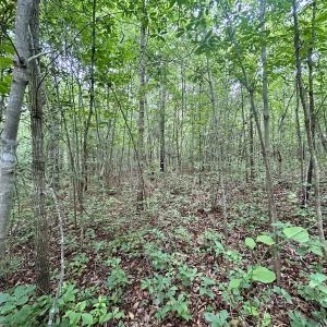 Photo #22 of Off Wayside Ln, Bunnlevel, NC 25.5 acres