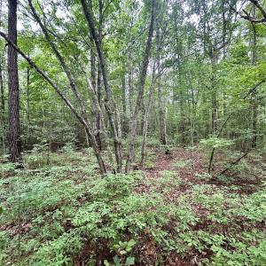 Photo #24 of Off Wayside Ln, Bunnlevel, NC 25.5 acres