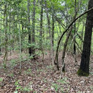 Photo #25 of Off Wayside Ln, Bunnlevel, NC 25.5 acres