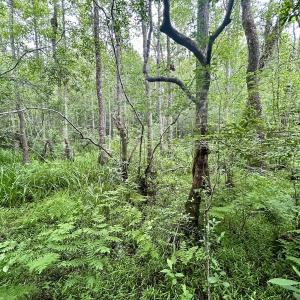 Photo #26 of Off Wayside Ln, Bunnlevel, NC 25.5 acres