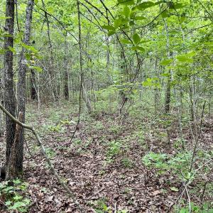 Photo #27 of Off Wayside Ln, Bunnlevel, NC 25.5 acres