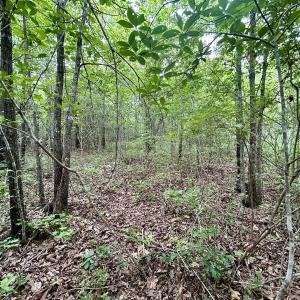 Photo #28 of Off Wayside Ln, Bunnlevel, NC 25.5 acres