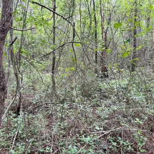 Photo #30 of Off Wayside Ln, Bunnlevel, NC 25.5 acres