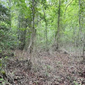 Photo #31 of Off Wayside Ln, Bunnlevel, NC 25.5 acres