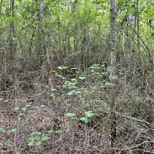 Photo #32 of Off Wayside Ln, Bunnlevel, NC 25.5 acres