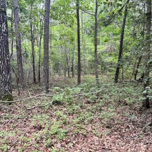 Photo #34 of Off Wayside Ln, Bunnlevel, NC 25.5 acres