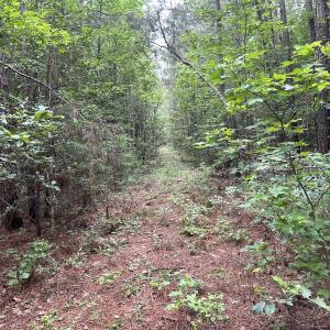 Photo #36 of Off Wayside Ln, Bunnlevel, NC 25.5 acres
