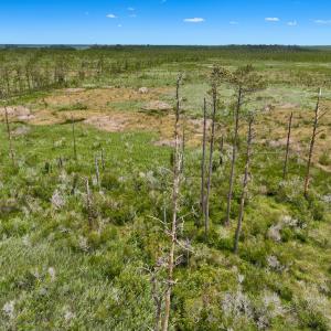 Photo #16 of Off Farrow Rd, Swan Quarter, NC 90.0 acres