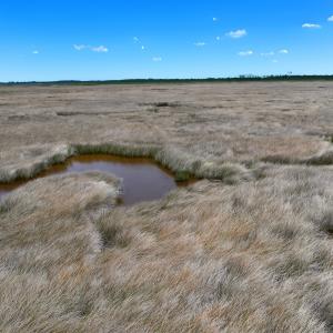 Photo #23 of Off Farrow Rd, Swan Quarter, NC 90.0 acres