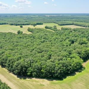 Photo #67 of 141 Arthur Majette Rd, Aulander, NC 22.0 acres