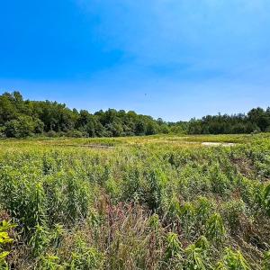 Photo #44 of 19585 Fullers Mill Rd, Boykins, VA 47.0 acres