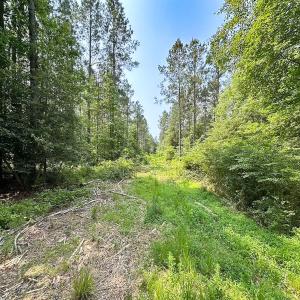 Photo #2 of Off Lebanon Church Rd, Jarratt, VA 38.0 acres
