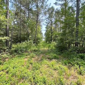 Photo #3 of Off Lebanon Church Rd, Jarratt, VA 38.0 acres