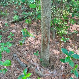 Photo #5 of Off Lebanon Church Rd, Jarratt, VA 38.0 acres