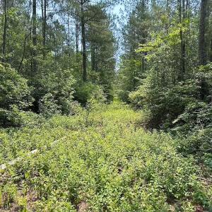 Photo #7 of Off Lebanon Church Rd, Jarratt, VA 38.0 acres