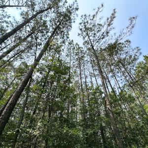 Photo #9 of Off Lebanon Church Rd, Jarratt, VA 38.0 acres
