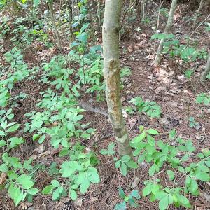Photo #12 of Off Lebanon Church Rd, Jarratt, VA 38.0 acres