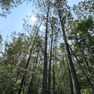 Photo #13 of Off Lebanon Church Rd, Jarratt, VA 38.0 acres
