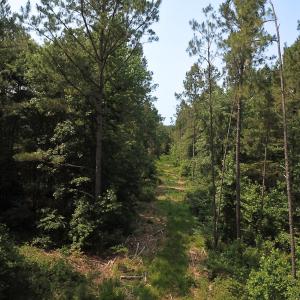 Photo #15 of Off Lebanon Church Rd, Jarratt, VA 38.0 acres