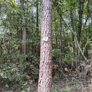 Photo #16 of Off Lebanon Church Rd, Jarratt, VA 38.0 acres