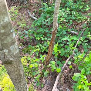 Photo #17 of Off Lebanon Church Rd, Jarratt, VA 38.0 acres
