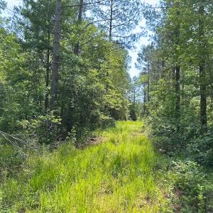 Photo #20 of Off Lebanon Church Rd, Jarratt, VA 38.0 acres