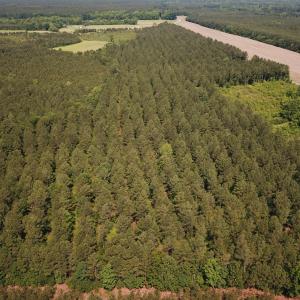 Photo #22 of Off Lebanon Church Rd, Jarratt, VA 38.0 acres