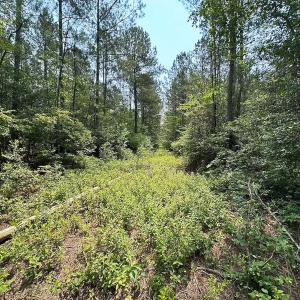 Photo #24 of Off Lebanon Church Rd, Jarratt, VA 38.0 acres