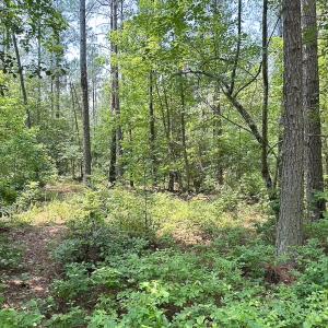 Photo #29 of Off Lebanon Church Rd, Jarratt, VA 38.0 acres