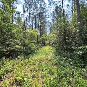 Photo #30 of Off Lebanon Church Rd, Jarratt, VA 38.0 acres