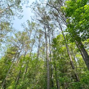 Photo #35 of Off Lebanon Church Rd, Jarratt, VA 38.0 acres