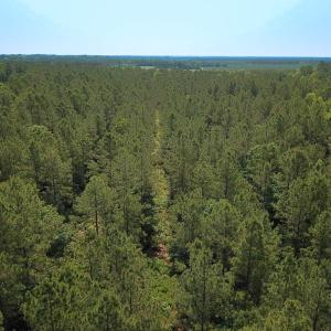 Photo #37 of Off Lebanon Church Rd, Jarratt, VA 38.0 acres