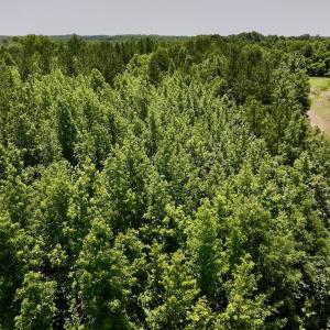 Photo #19 of Off High View Church Rd, Roxboro, NC 2.3 acres