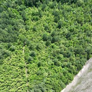 Photo #3 of Off High View Church Rd, Roxboro, NC 2.3 acres