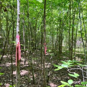 Photo #4 of Off High View Church Rd, Roxboro, NC 2.3 acres