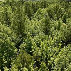 Photo #22 of Off High View Church Rd, Roxboro, NC 2.3 acres