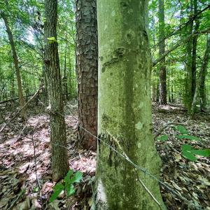 Photo #23 of Off High View Church Rd, Roxboro, NC 2.3 acres