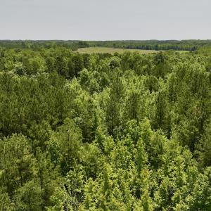 Photo #29 of Off High View Church Rd, Roxboro, NC 2.3 acres